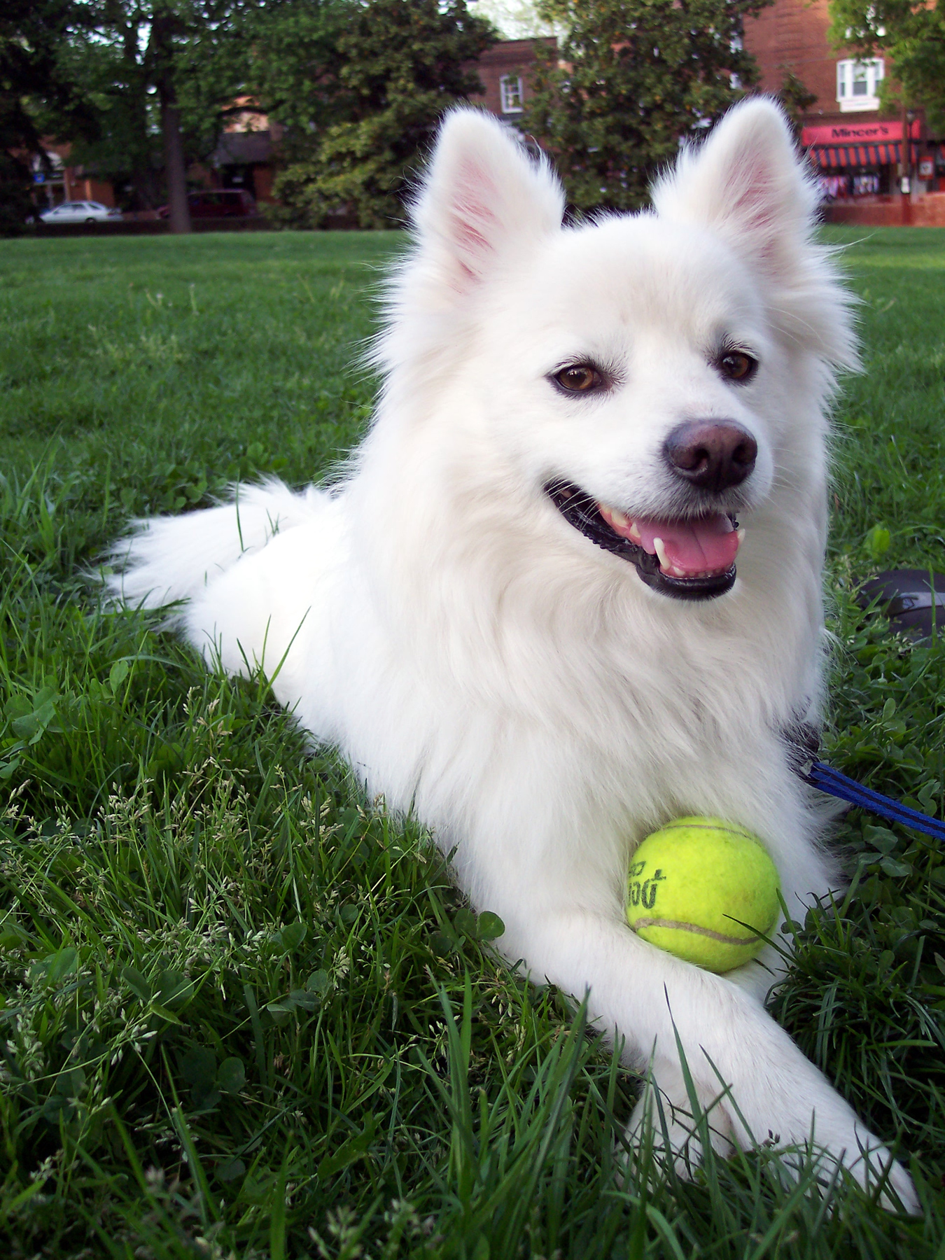 Dog With Ball - Charlotte Pet Sitters