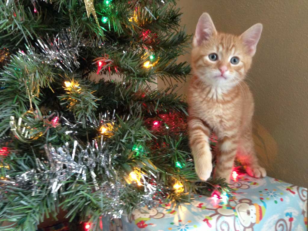 Cat And Christmas Tree - Charlotte Pet Sitting