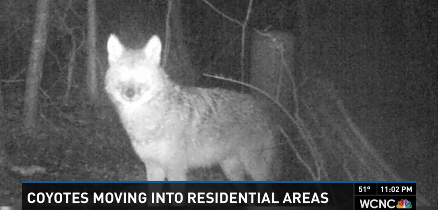 Coyotes Moving Into Residential Areas - Raleigh Pet Sitting