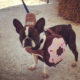 Duncan - Charlotte Dog Walking