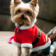 Dolce the Yorkie on Christmas - Dog Walker Raleigh