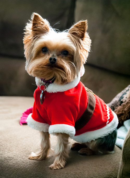 Dolce the Yorkie on Christmas - Dog Walker Raleigh