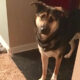 Jasper - Raleigh Pet Sitting