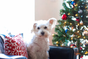 Juno on Christmas - Charlotte Dog Walking