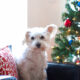 Juno on Christmas - Charlotte Dog Walking