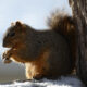 Squirrel Eating a Peanut - Dog Walker Raleigh